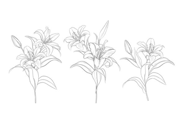 Download Drawn Floral Illustrations Graphic - Graphic Collection