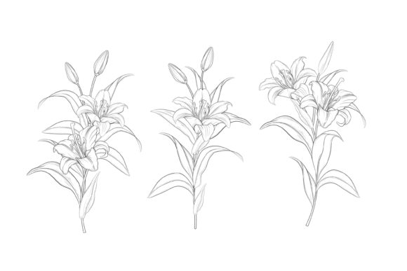 Download Hand Drawn Floral Illustrations Graphic - Graphic Collection