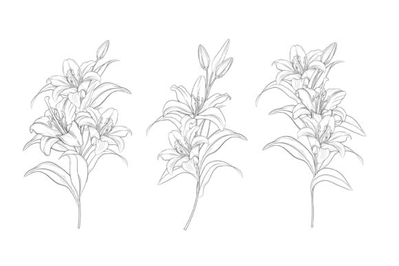 Download Drawn Floral Illustrations Graphic - Graphic Collection
