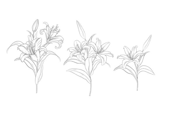 Download Drawn Floral Illustrations Graphic - Graphic Collection