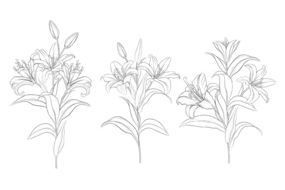 Download Drawn Floral Illustrations Graphic - Graphic Collection