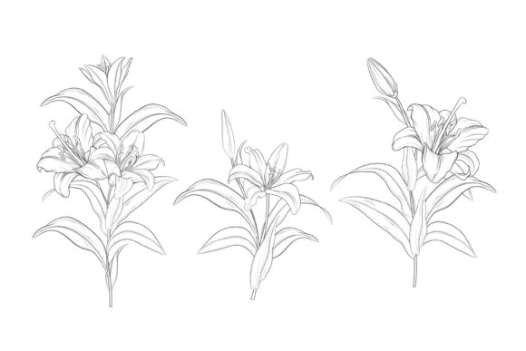 Download Drawn Floral Illustrations Graphic - Graphic Collection