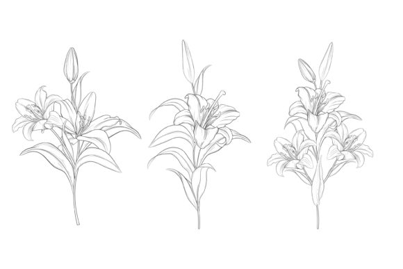 Download Drawn Floral Illustrations Graphic - Graphic Collection